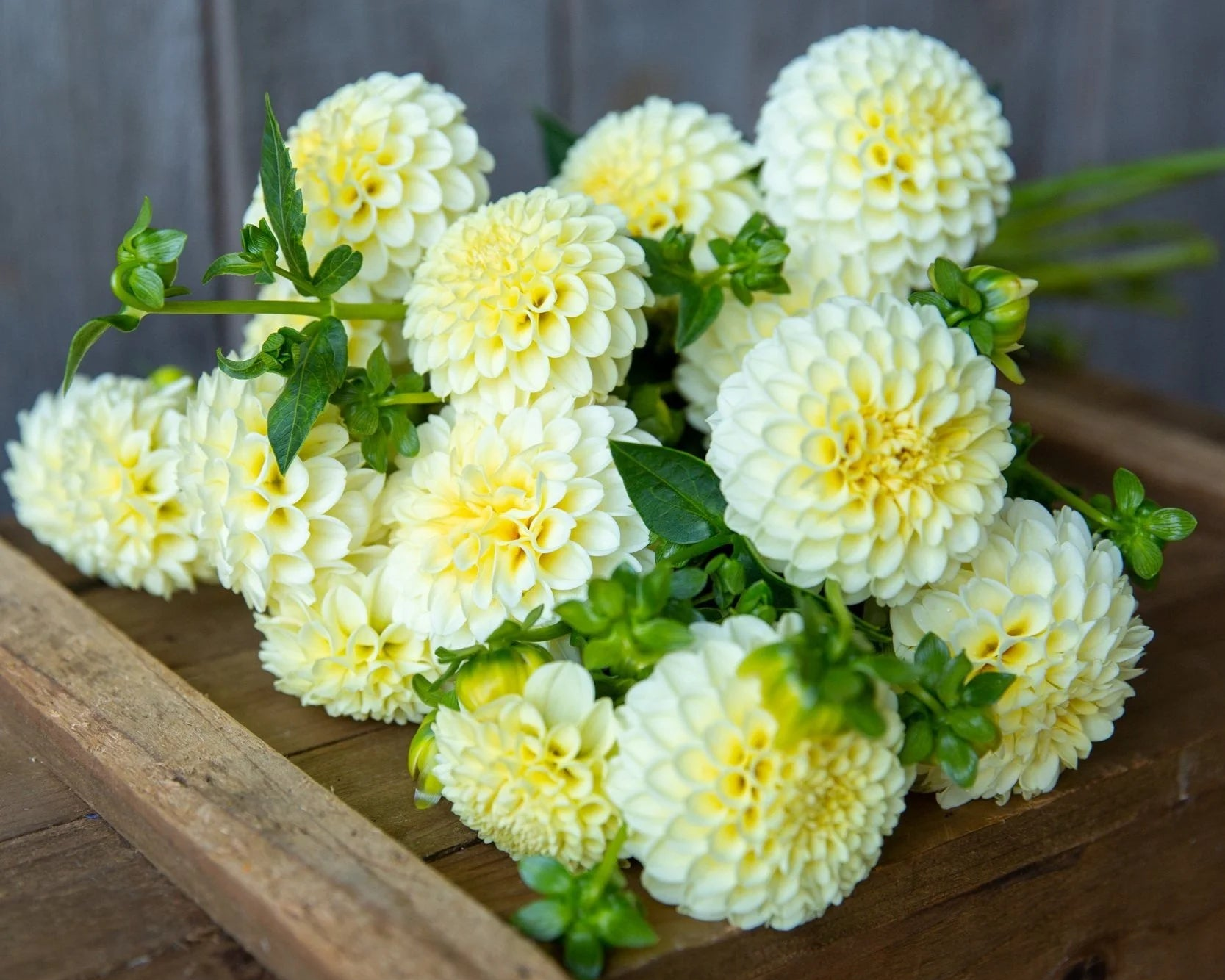Bouquet of white flowers on a wooden surface with a blurred background