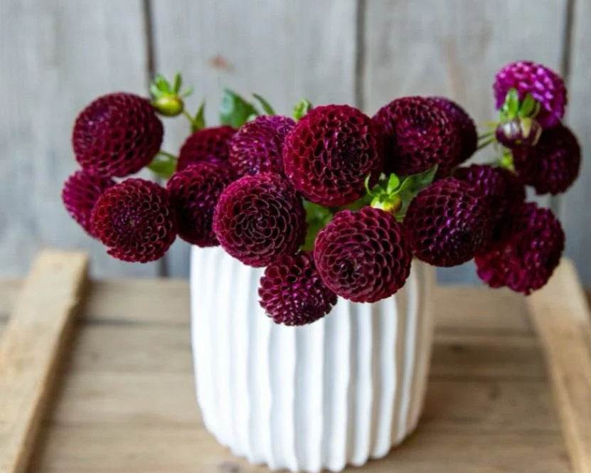 White vase with purple dahlias on a wooden surface
