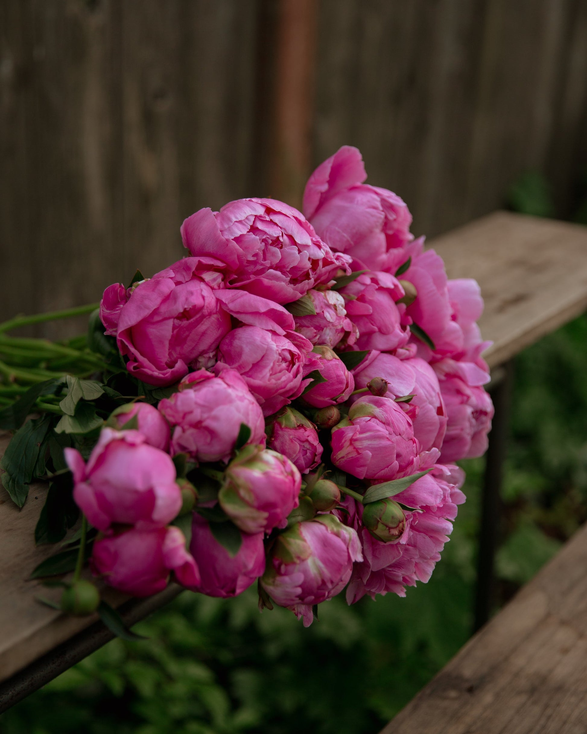 Bouquet of pink peony flowers on a wooden surface with a blurred background