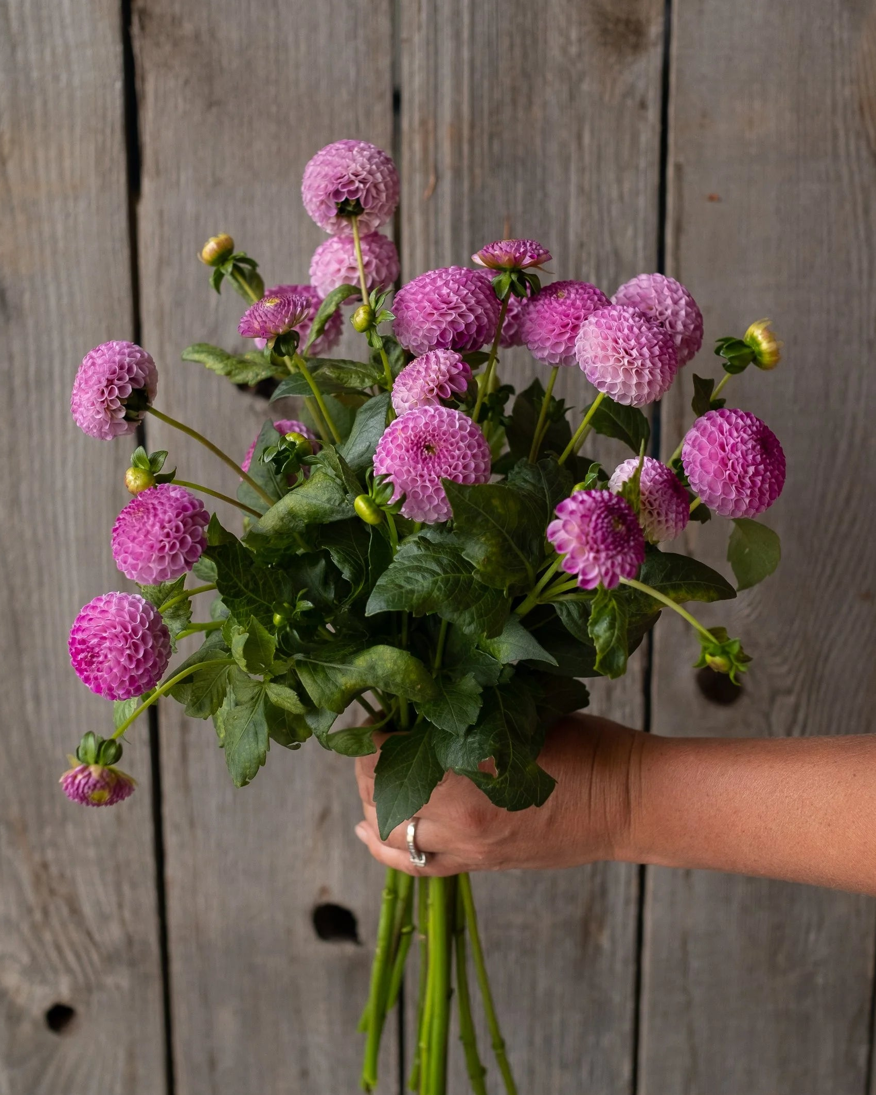 Bouquet of purple flowers held against a wooden background