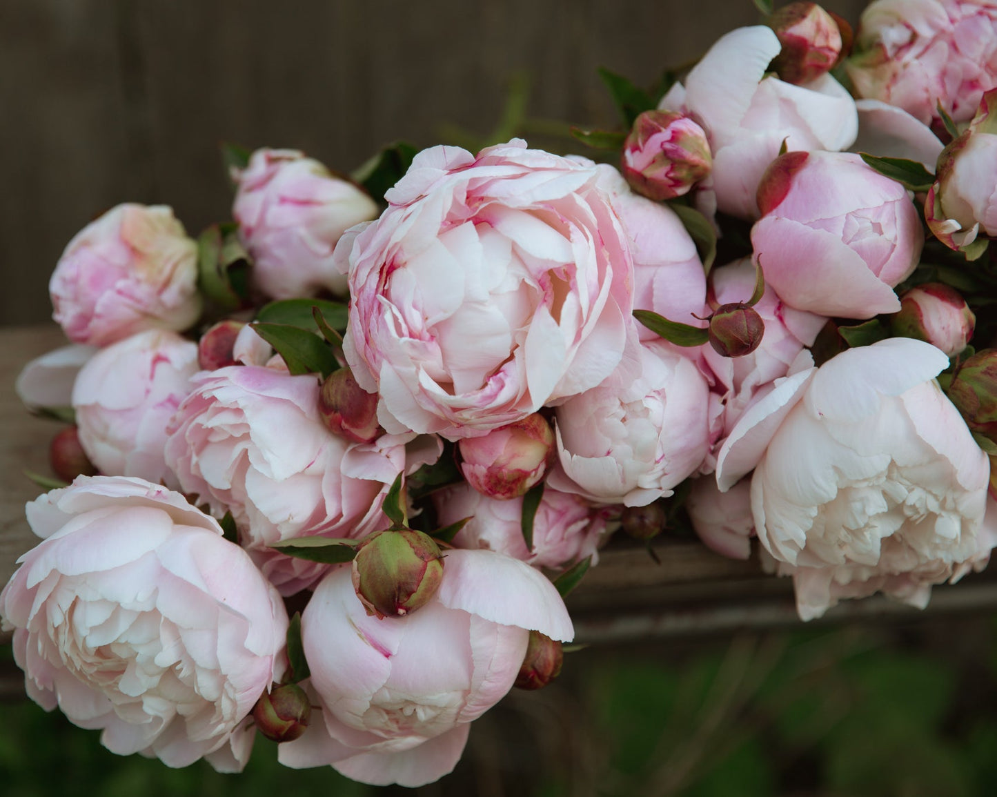Close-up of pink and white peonies on a wooden surface with a blurred background