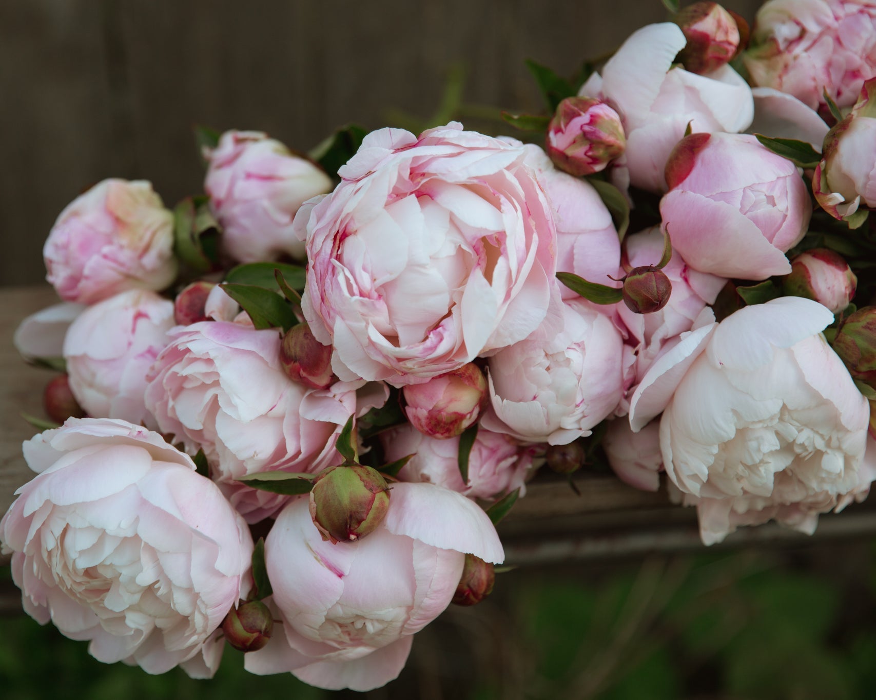 Close-up of pink and white peonies on a wooden surface with a blurred background