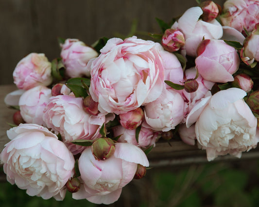 Close-up of pink and white peonies on a wooden surface with a blurred background