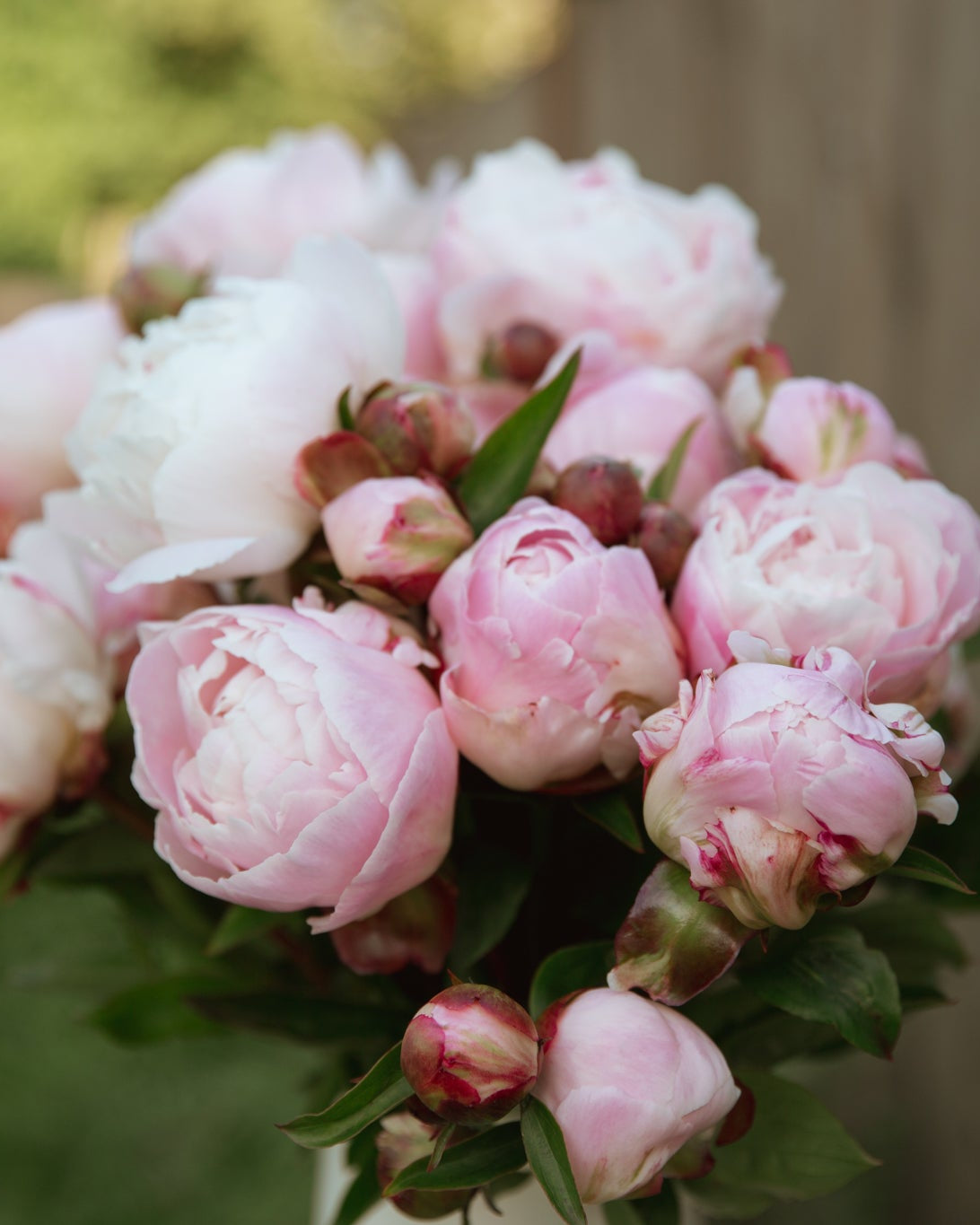 Bouquet of pink and white peony flowers with green leaves against a blurred natural background.