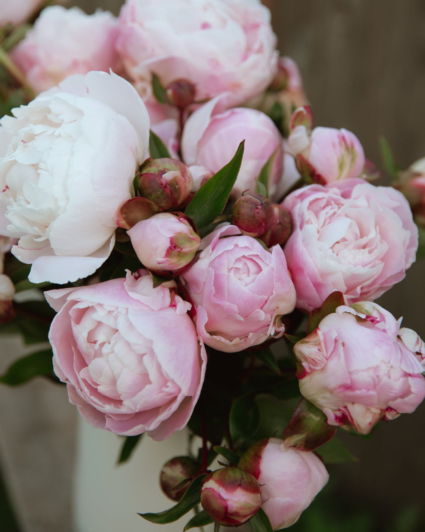 Bouquet of pink and white peonies in a vase with a blurred background
