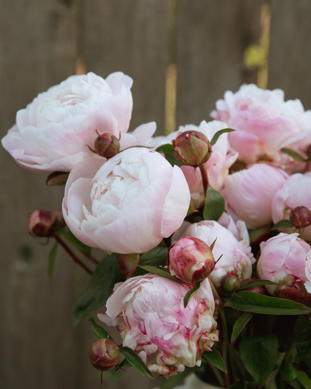 Bouquet of pink and white peonies against a wooden fence background