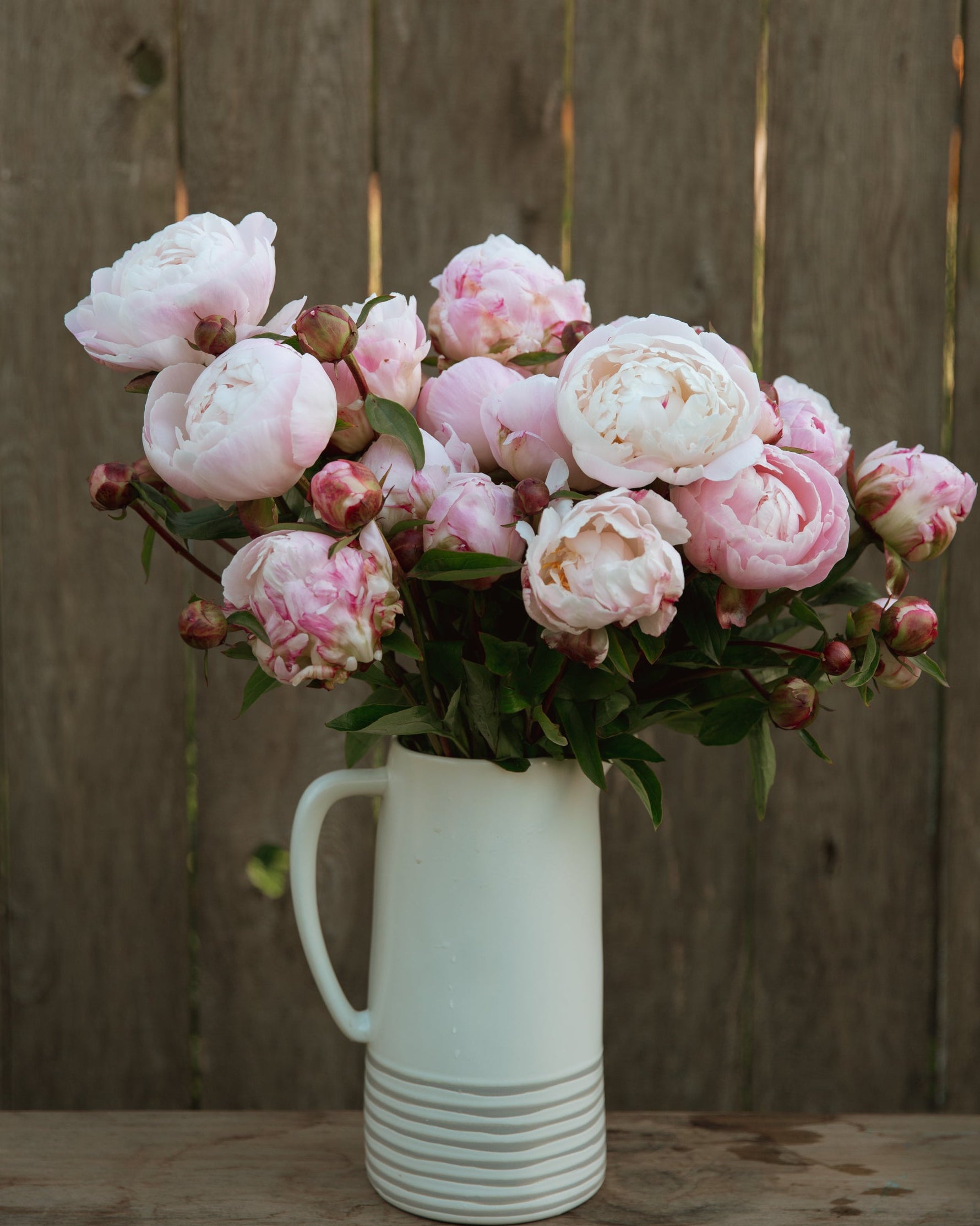 Bouquet of pink peonies in a white vase against a wooden fence.