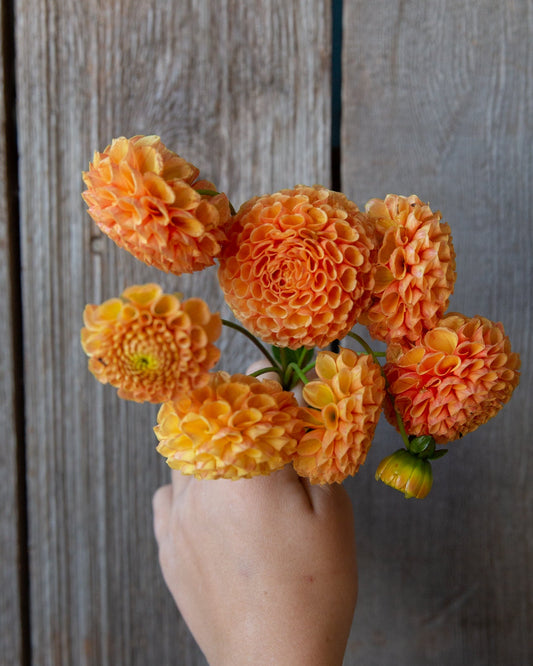 Hand holding a bouquet of orange flowers against a wooden background