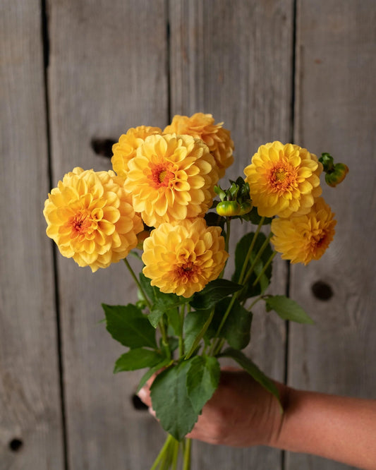 Hand holding a bouquet of yellow flowers against a wooden background