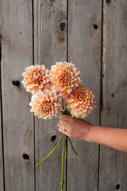 Hollyhill Orange Ice