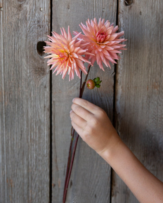 Hand holding two pink flowers against a wooden background