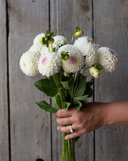 Hand holding a bouquet of white and pink flowers against a wooden background