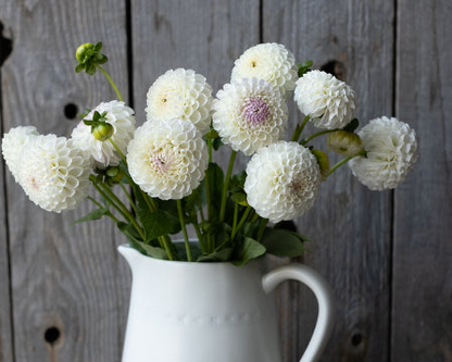 Hollyhill Miss White