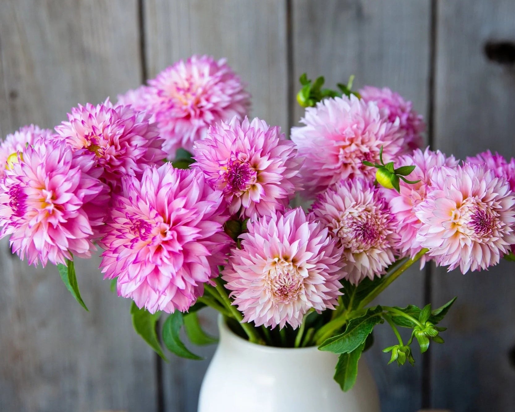 Bouquet of pink flowers in a white vase against a wooden background