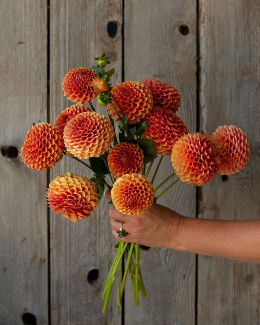 Bouquet of orange flowers held against a wooden background