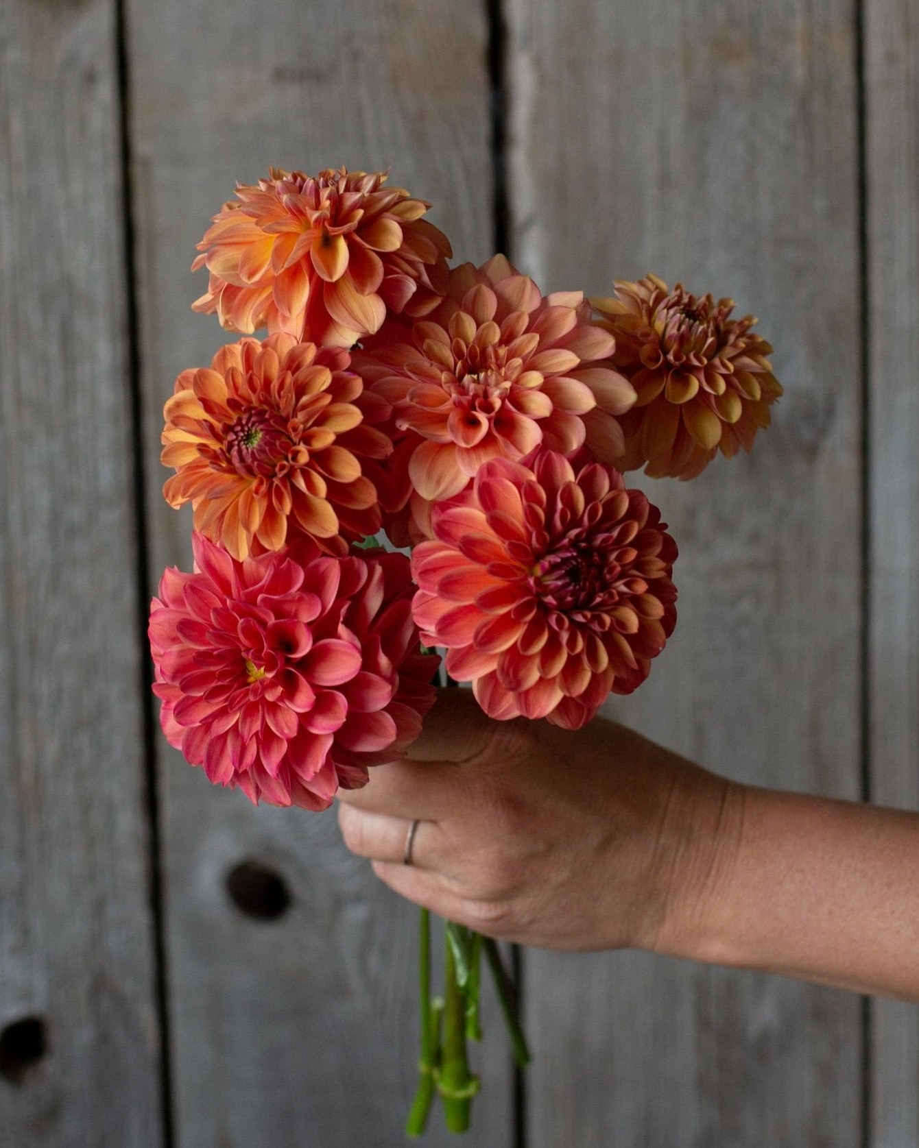 Hand holding a bouquet of orange and pink flowers against a wooden background