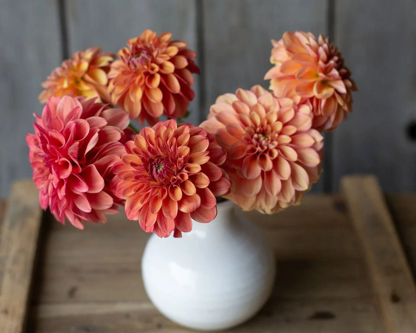 White vase with pink and orange flowers on a wooden surface