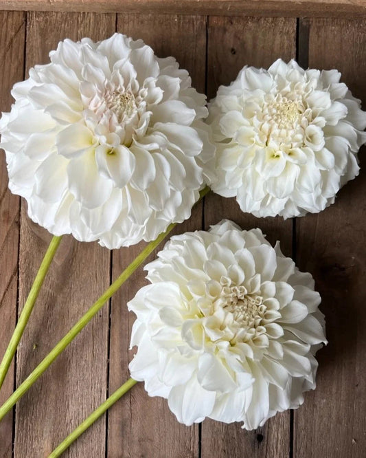 Three white dahlias on a wooden background