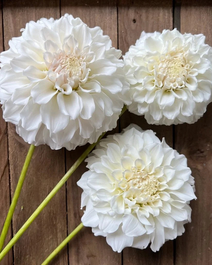 Three large white flowers on a wooden background