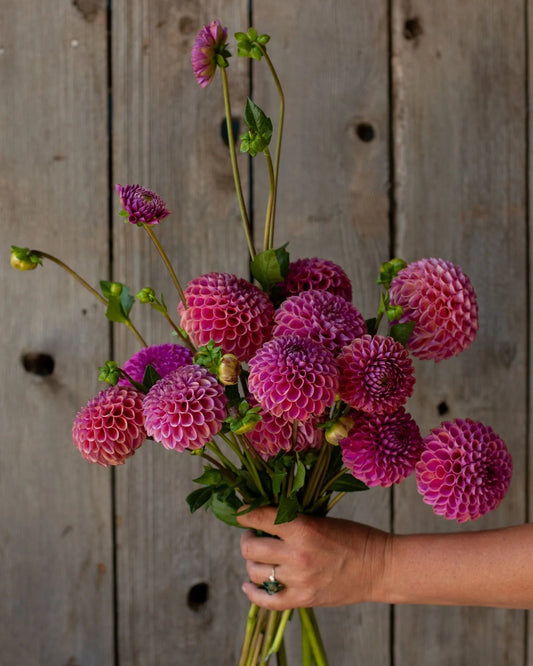 Bouquet of pink dahlias held by a hand against a wooden background