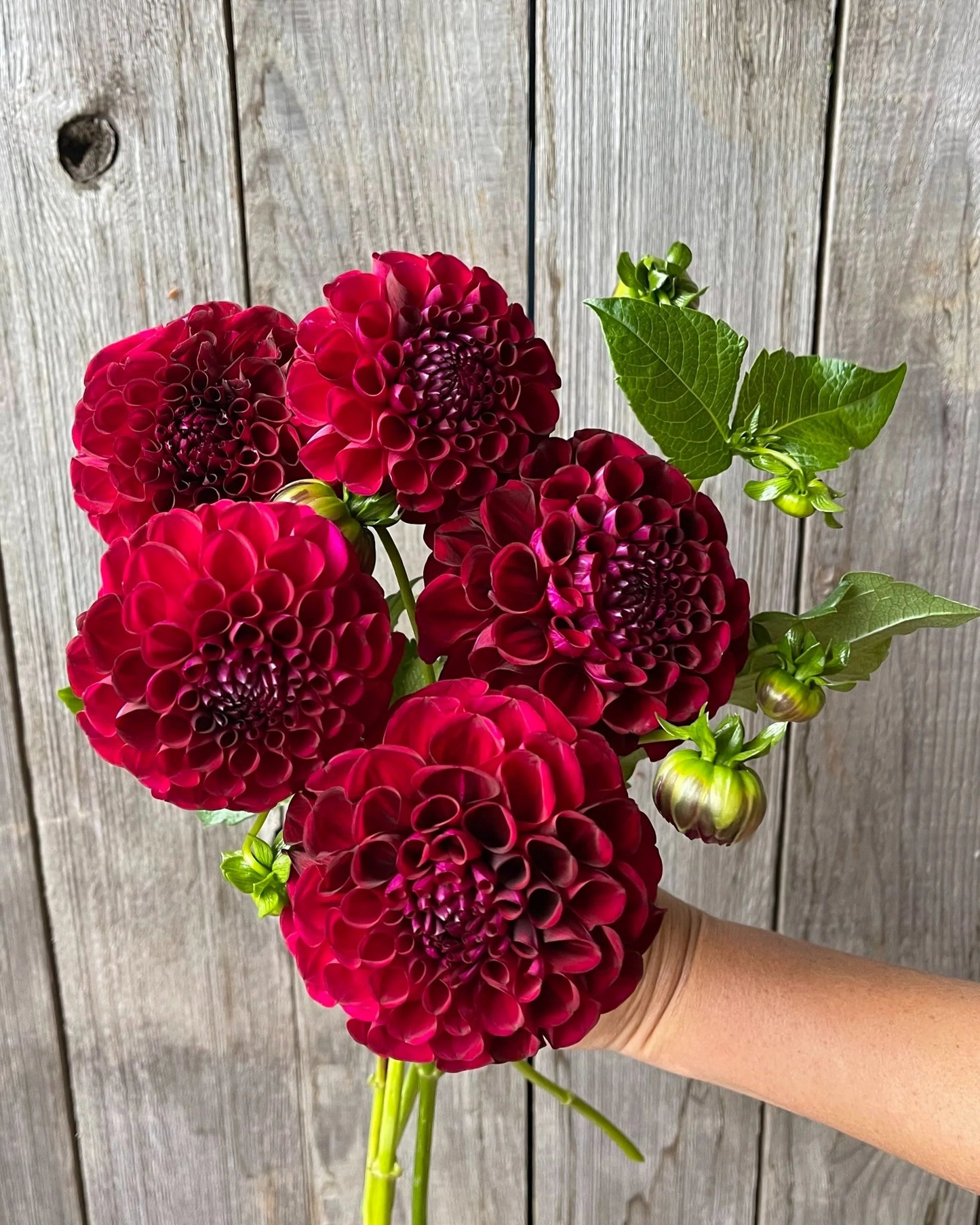 Bouquet of red dahlias held against a wooden background