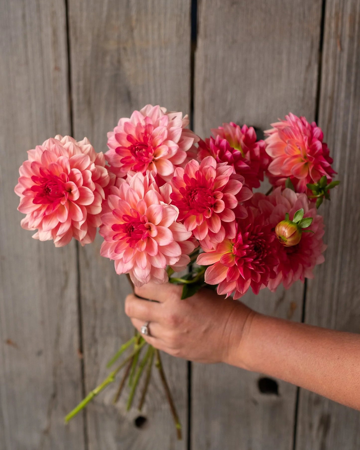 Hand holding a bouquet of pink flowers against a wooden background