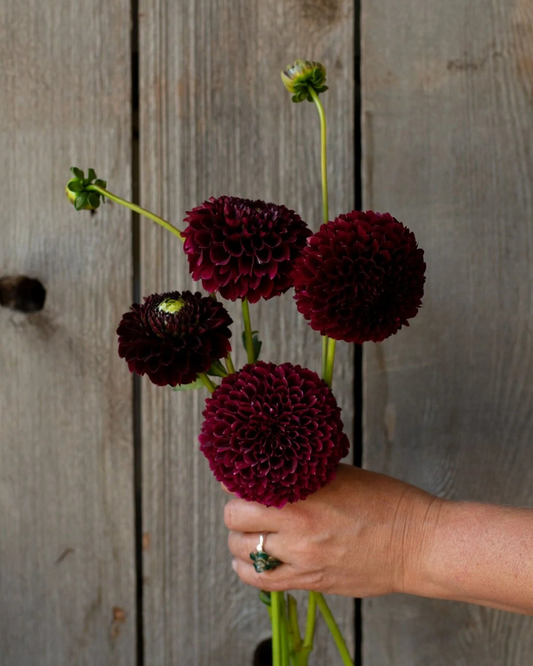 Hand holding a bouquet of dark red flowers against a wooden background