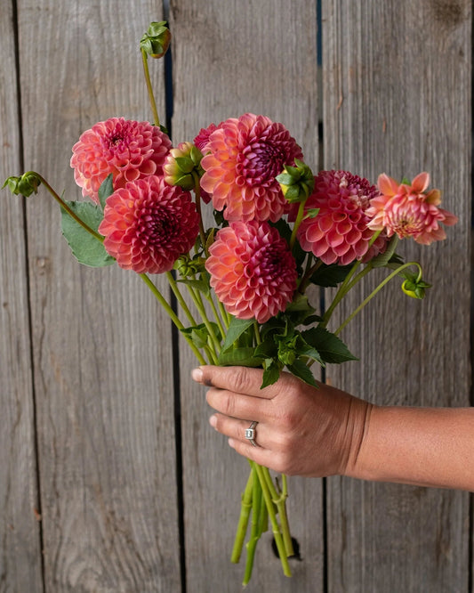 Hand holding a bouquet of pink and red dahlias against a wooden background