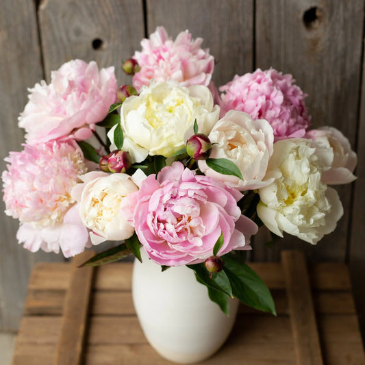 Peonies (Fresh)