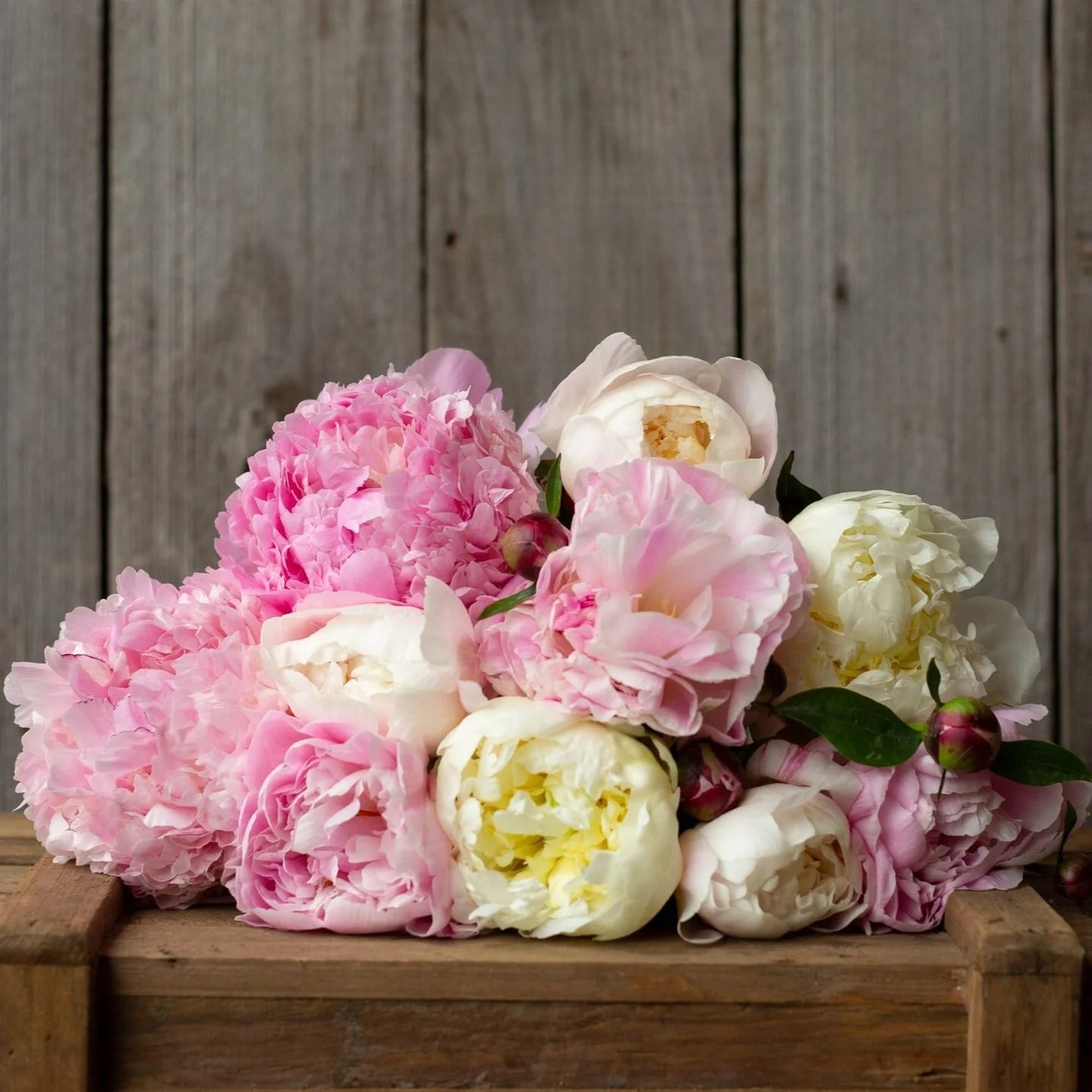 Peonies (Fresh)