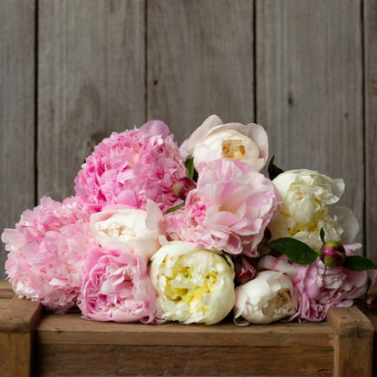 Peonies (Fresh)
