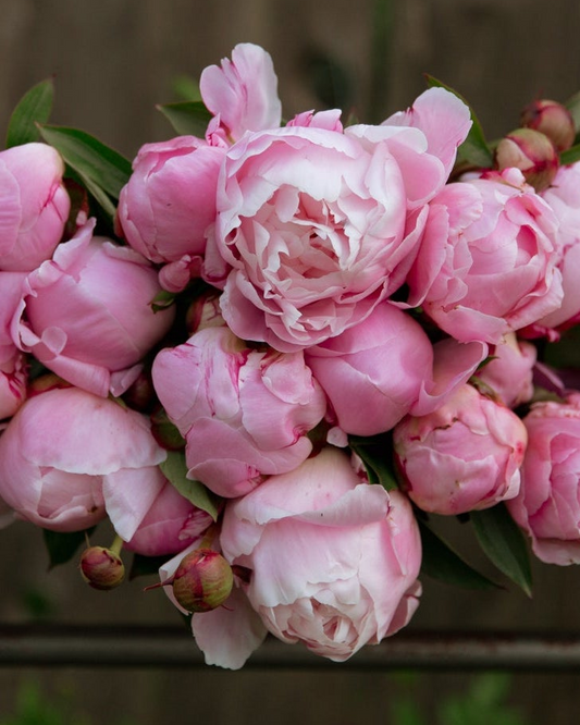 Peony - Lady Alexandra Duff