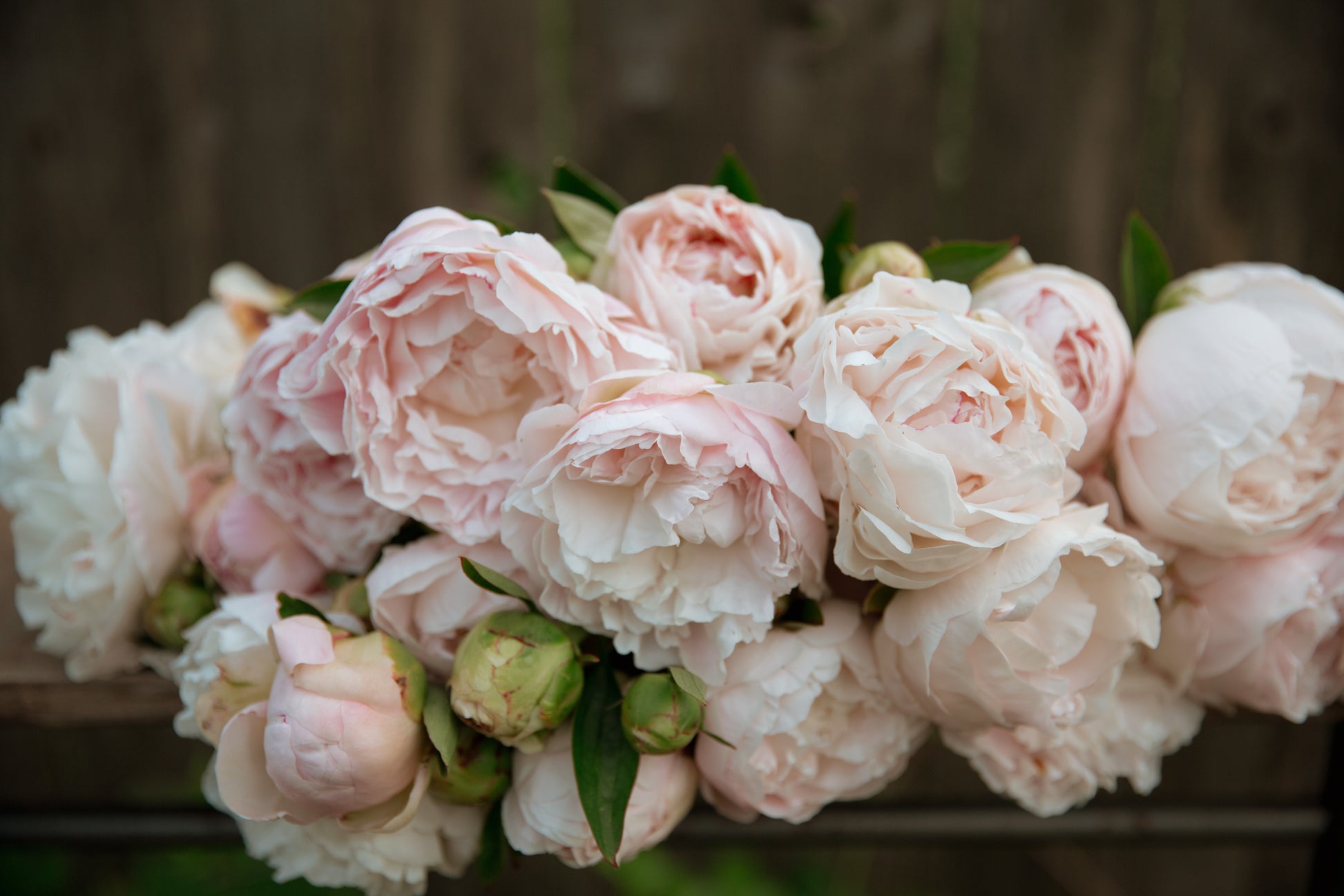 Bouquet of pink and white peony flowers with green leaves on a blurred background