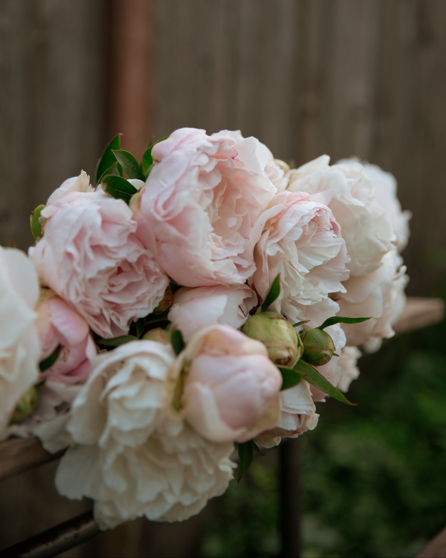Bouquet of pink and white peony flowers with a blurred wooden background