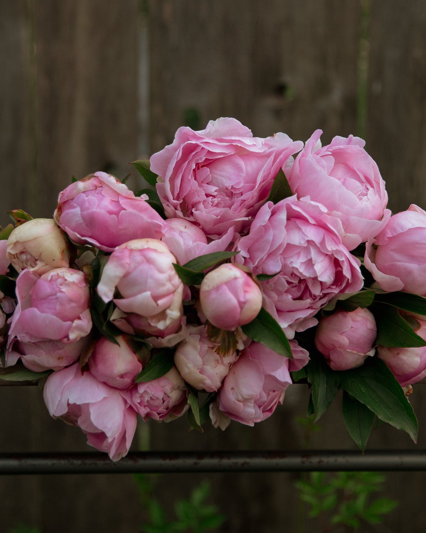 Bouquet of pink peonies on a wooden surface with a wooden fence background