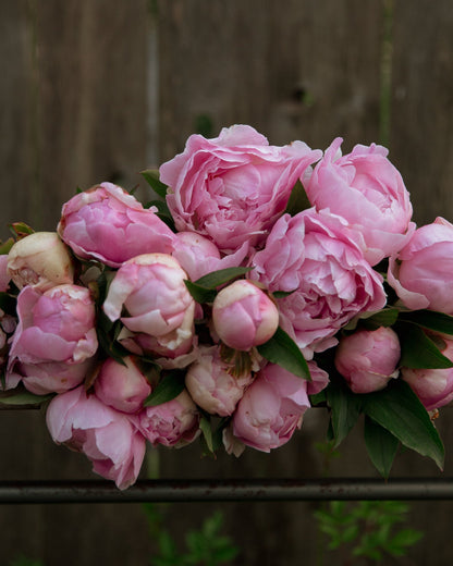 Bouquet of pink peonies on a wooden surface with a wooden fence background