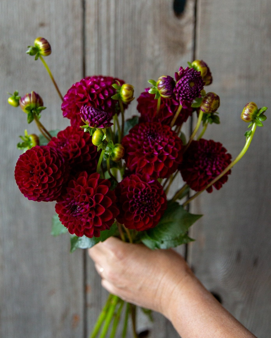 Bouquet of red and purple dahlias held against a wooden background