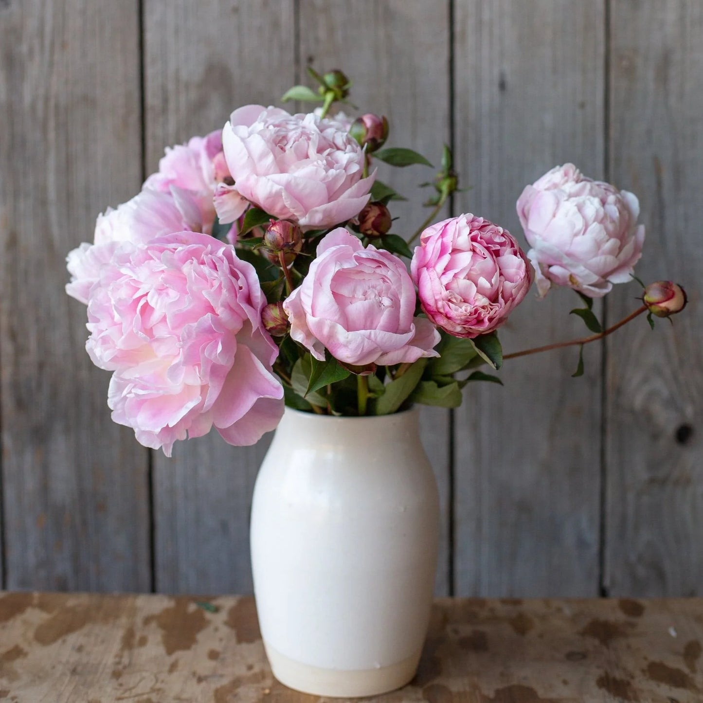 Peony - Nick Shaylor