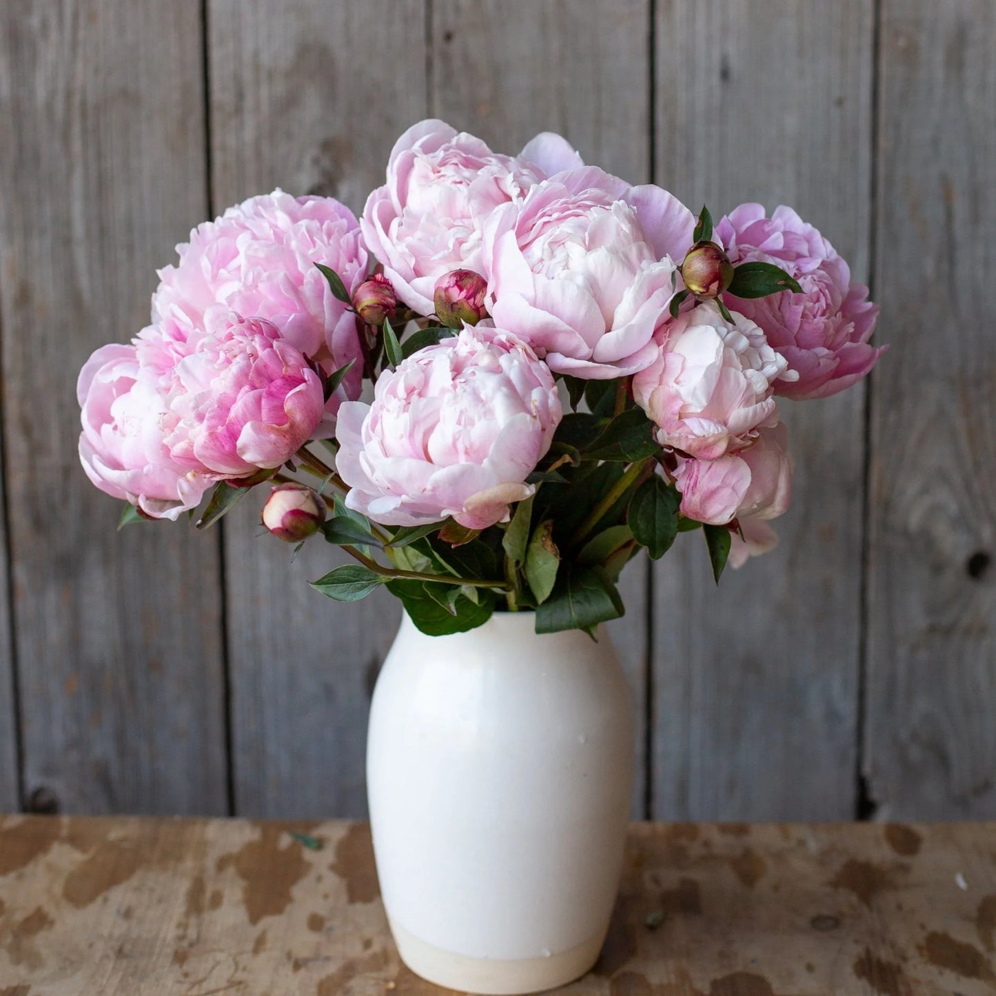 Peony - Nick Shaylor