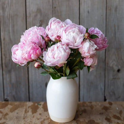 Peony - Nick Shaylor