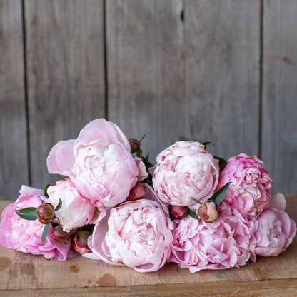 Peony - Nick Shaylor