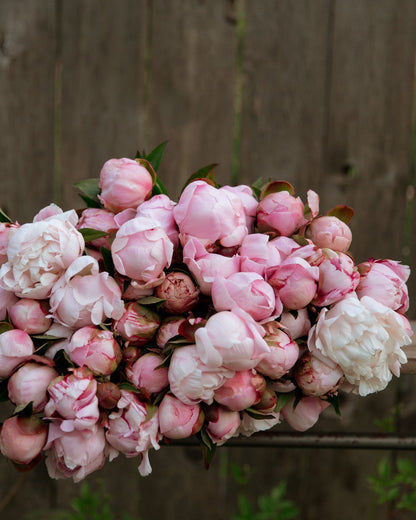 Bouquet of pink and white peony flowers on a wooden surface with a blurred background
