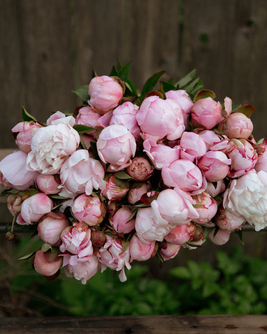 Bouquet of pink and white peony flowers on a wooden surface with a blurred natural background