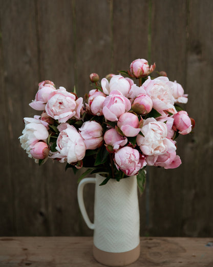 Bouquet of pink and white peony flowers in a white vase against a wooden background
