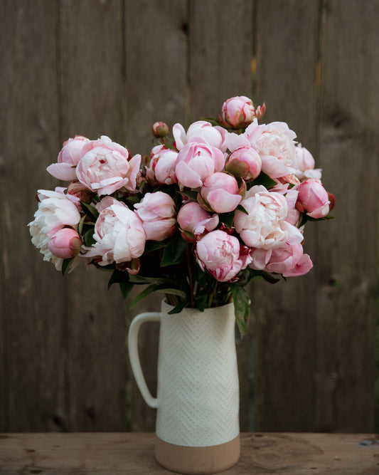 Bouquet of pink and white peonies in a white vase against a wooden background
