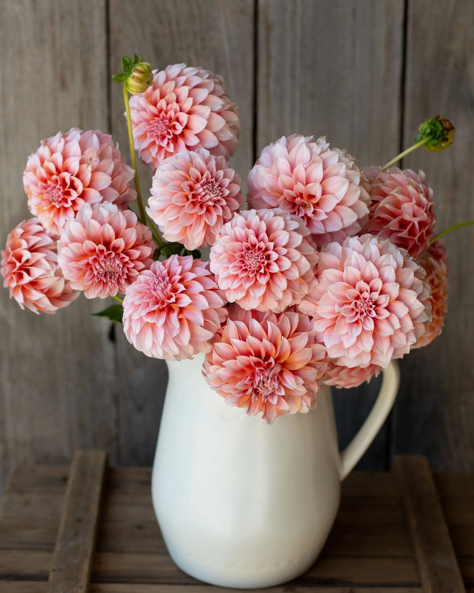 Pretty Flower Farm Dahlia Tuber - Thumbnail 3