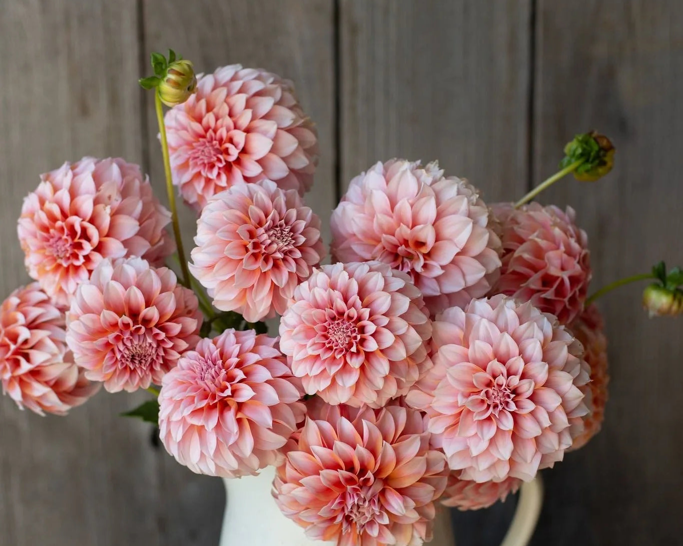 Pretty Flower Farm Dahlia Tuber - Thumbnail 2
