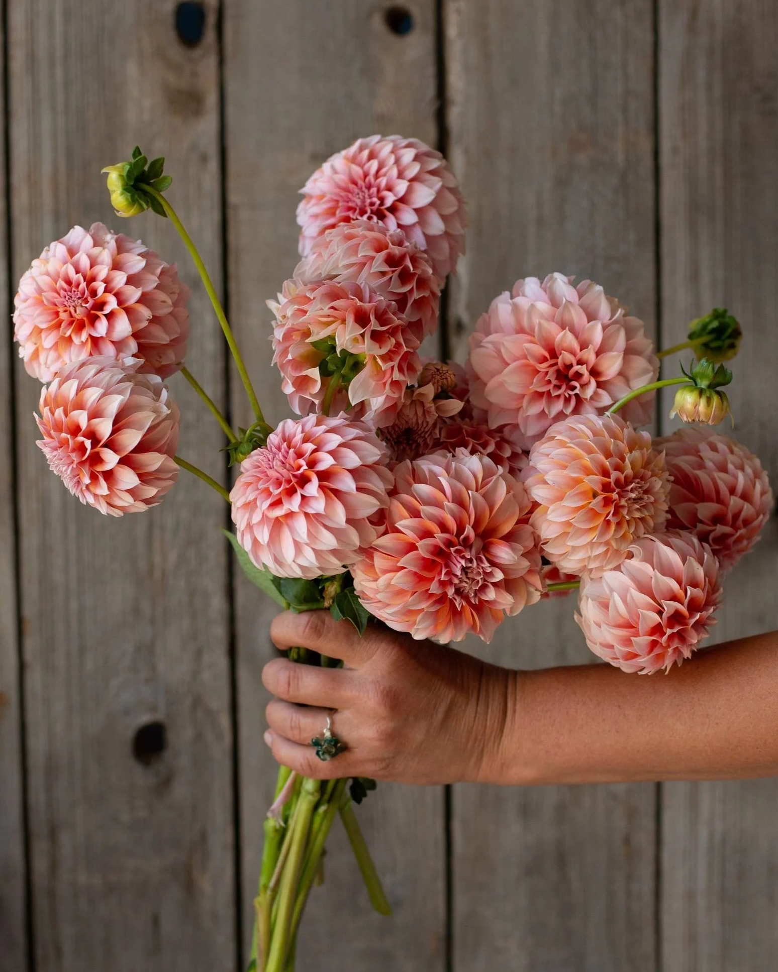 Pretty Flower Farm Dahlia Tuber - Thumbnail 4