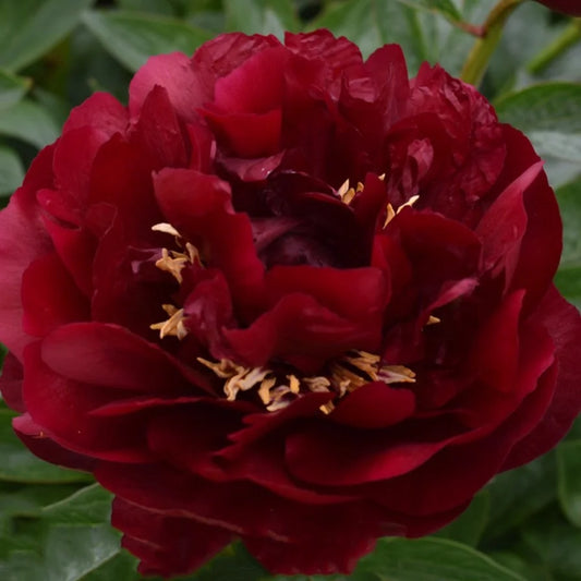 Peony - Buckeye Belle