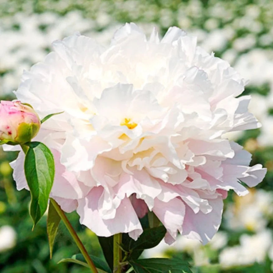 Catharina Fontijn Peony Root | Pretty Flower Farm
